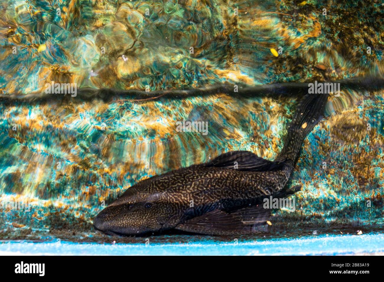 Malé, Maldive - Dicembre 27 2019 - pesce gatto di Suckermouth Foto Stock