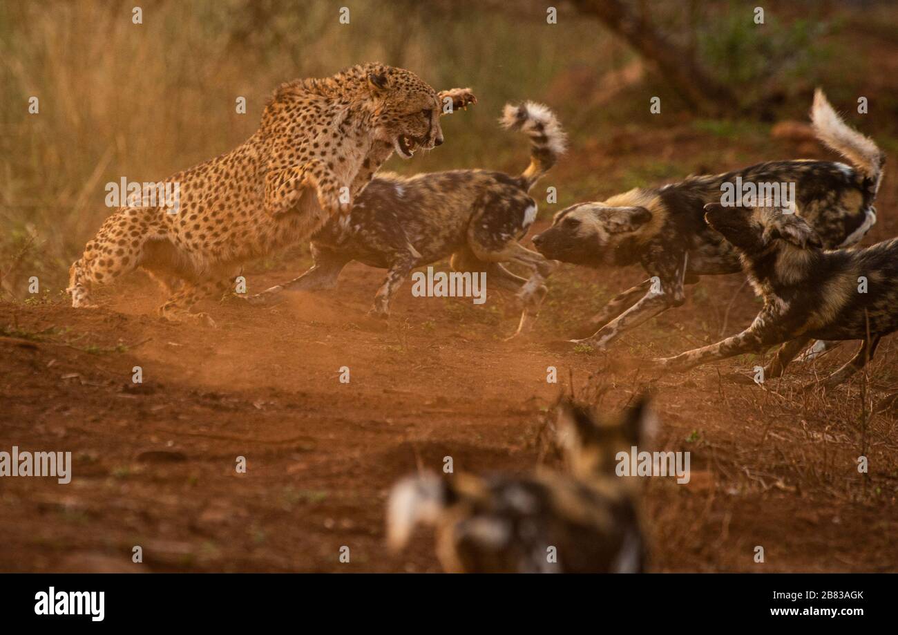 Cani selvatici che attaccano il ghepardo Foto Stock