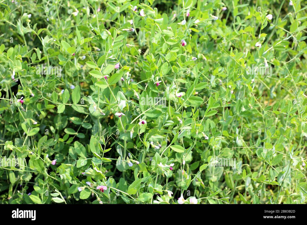 I piselli crescono nel giardino Foto Stock