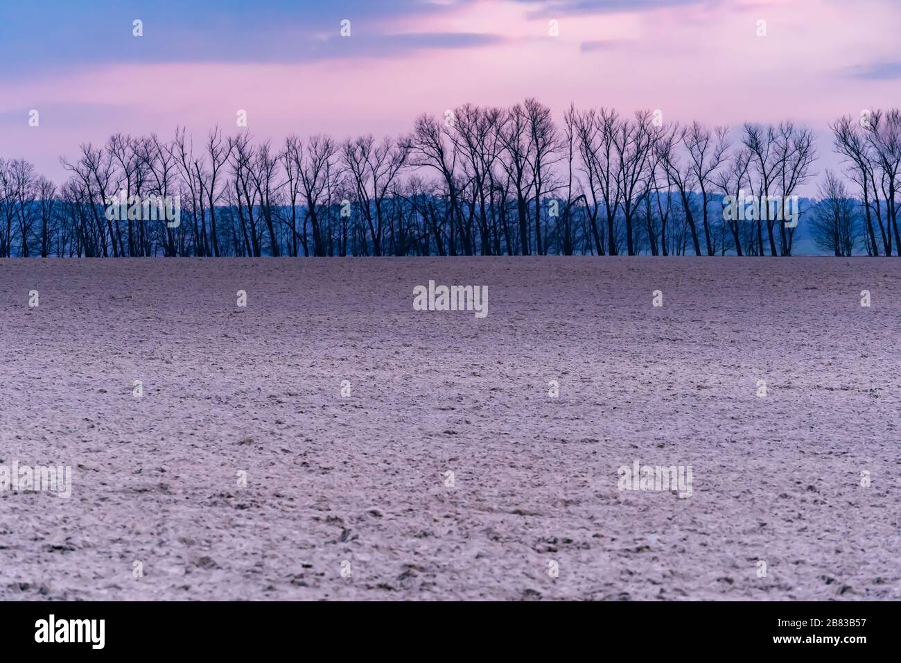 Tramonto rosa sopra la linea di alberi con campo in primo piano Foto Stock