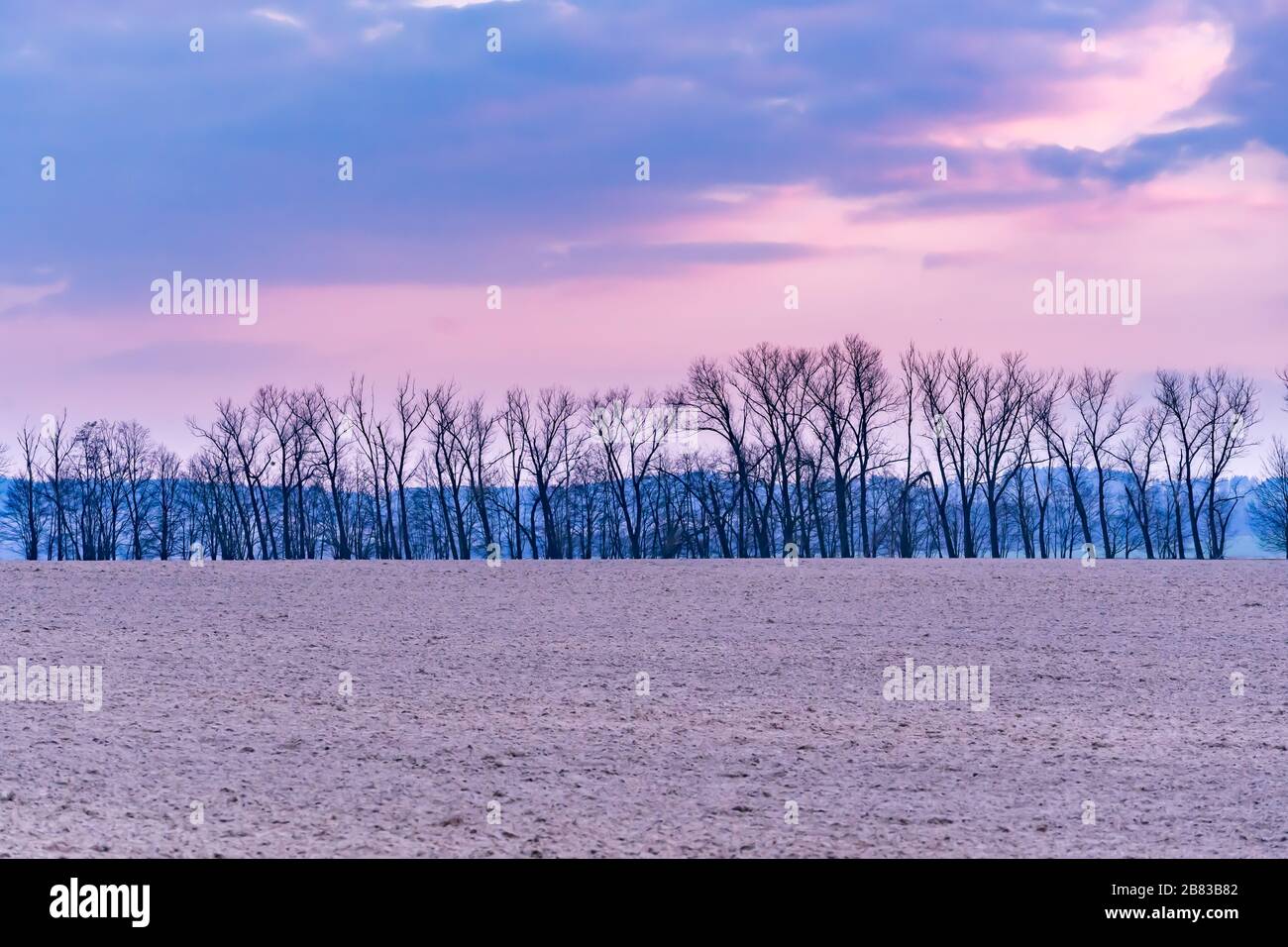Tramonto rosa sopra la linea di alberi con campo in primo piano Foto Stock