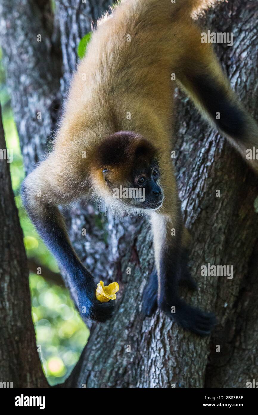 Scimmia ragno mangiare una banana nella natura selvaggia vista sulla costa del Costa Rica. Foto Stock