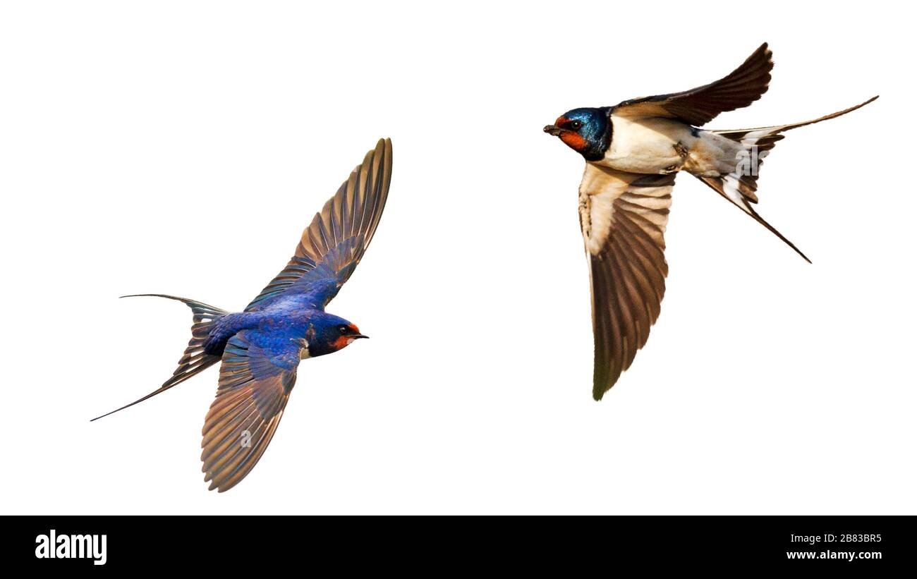swallows volanti isolati su sfondo bianco Foto Stock
