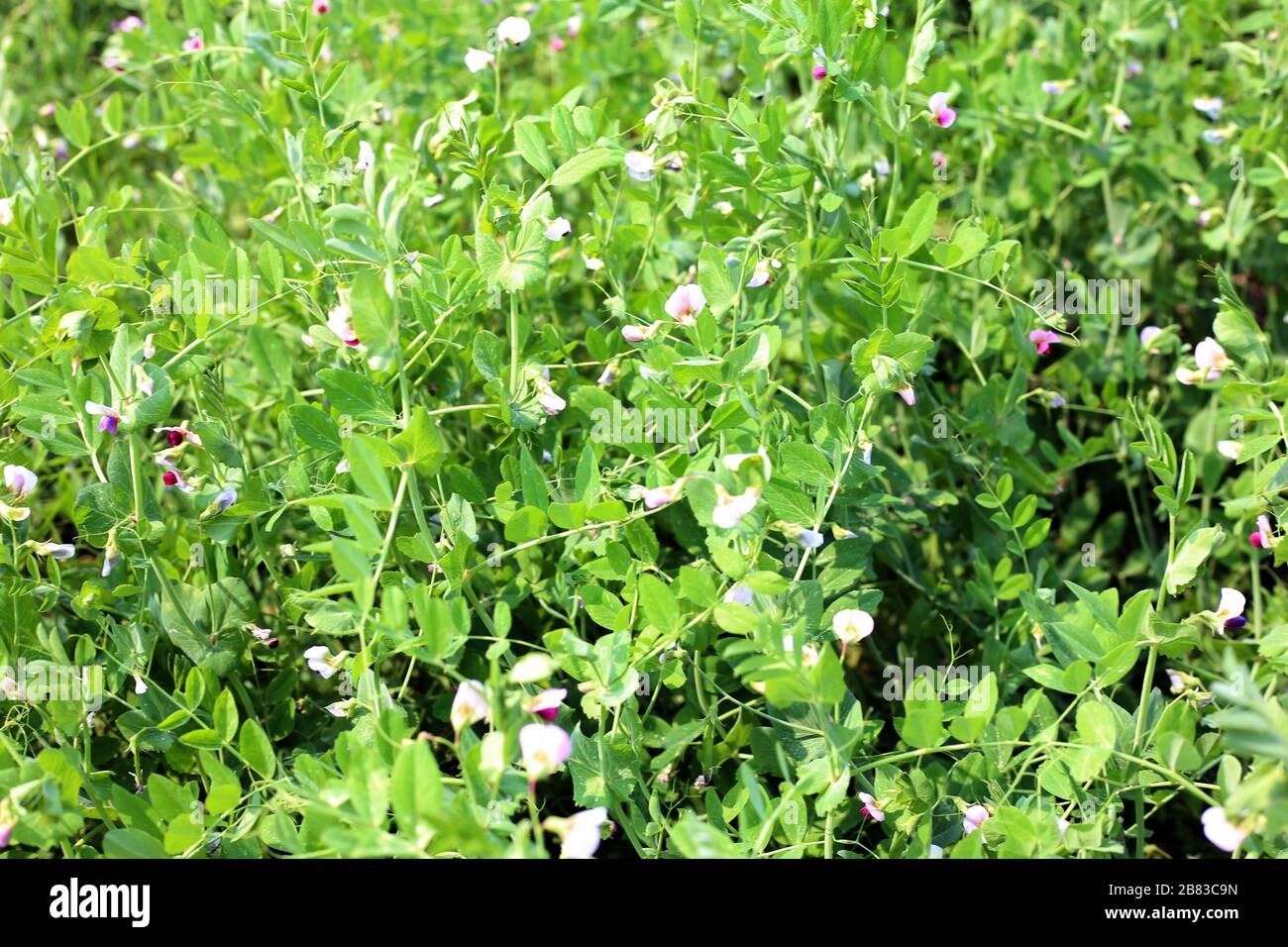 Primo piano di baccelli maturi con piselli da giardino appena prima della raccolta. È un sole nella stagione estiva. Foto Stock