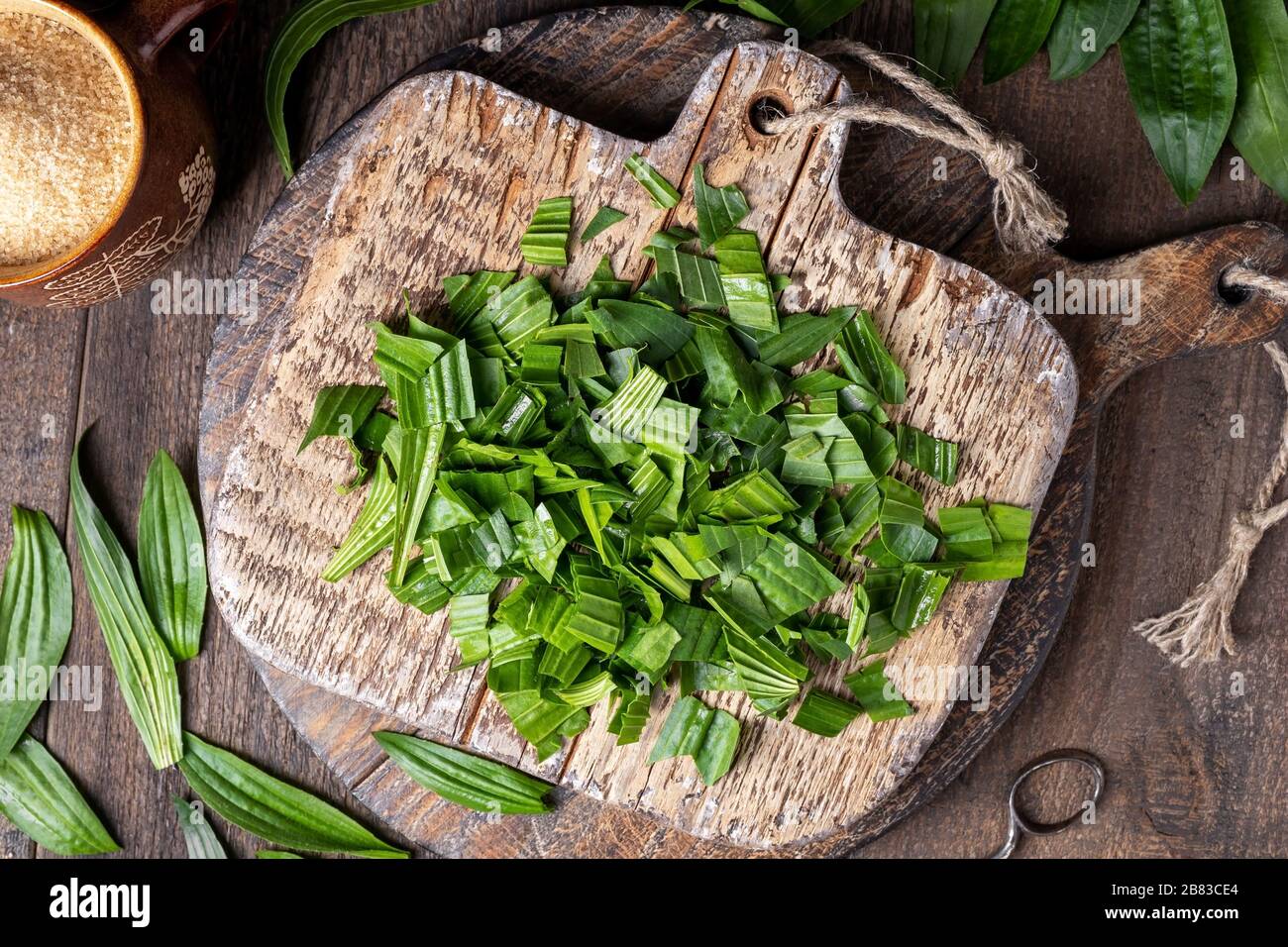 Tagliare le foglie di piantana fresche - preparazione di uno sciroppo di erbe fatto in casa contro la tosse Foto Stock