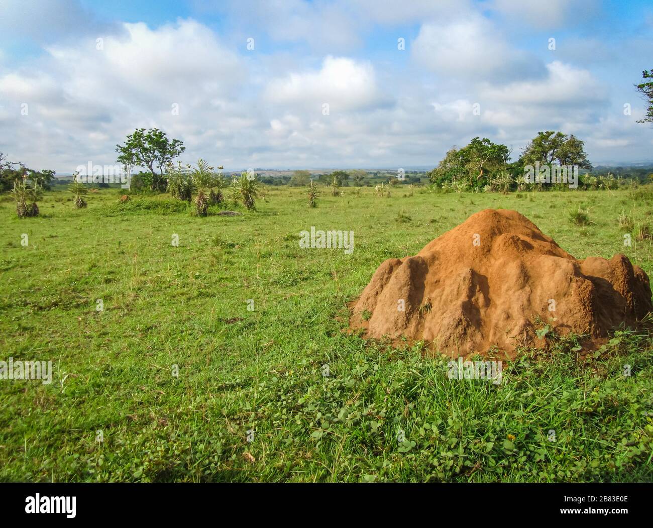 La termite si addormentò sulla savana ghiaiata degli altopiani di Ituri, Repubblica Democratica del Congo Foto Stock