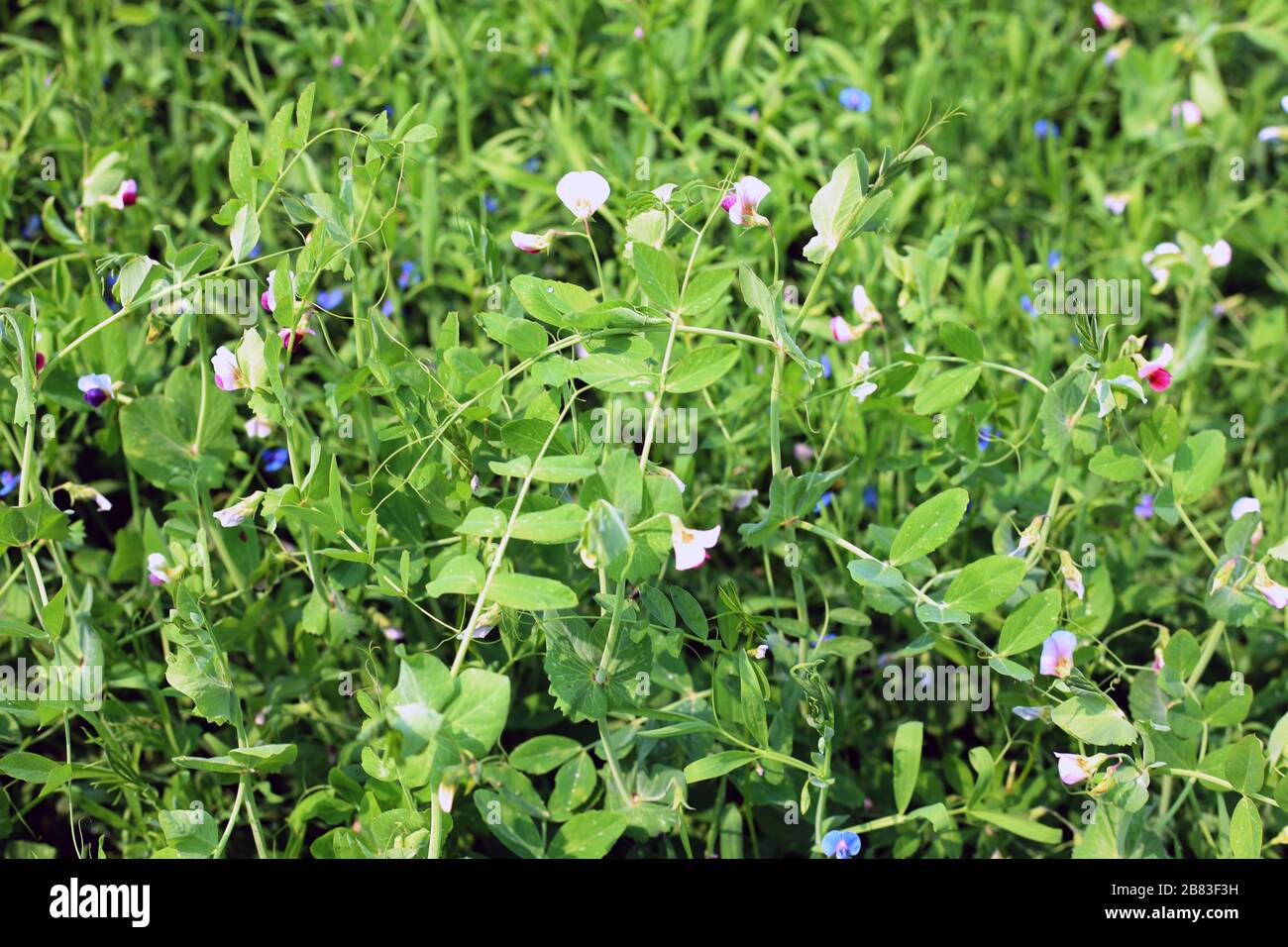 Campo agricolo con fiori di pisello in grunge Foto Stock