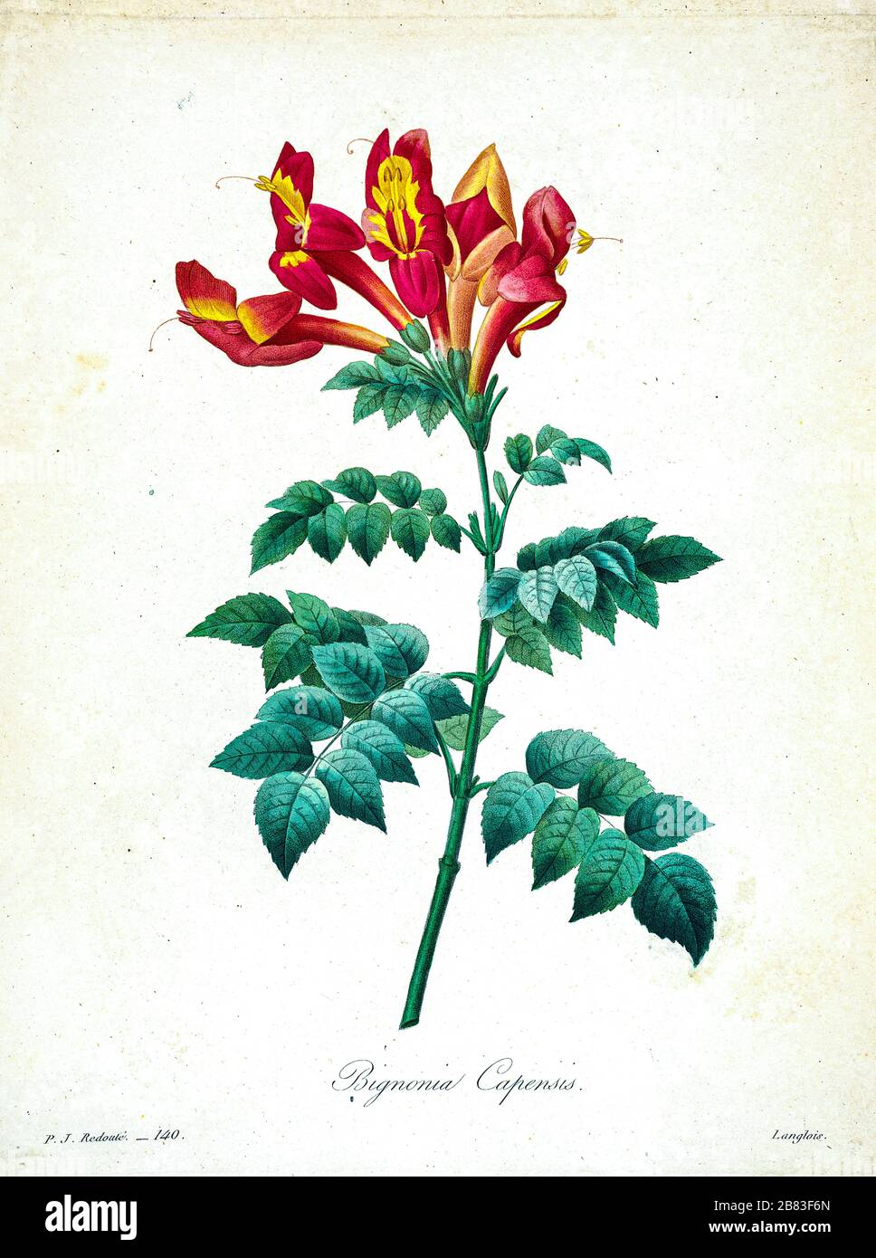 Dipinto a mano del XIX secolo, illustrazione di un fiore Tecoma capensis (nome comune Capo honeysuckle [qui come bignonia capensis], di Pierre-Joseph Redoute. Pubblicato in Choix Des Plus Belles Fleurs, Parigi (1827). Di Redouté, Pierre Joseph, 1759-1840.; Chapuis, Jean Baptiste.; Ernest Panckoucke.; Langois, Dr.; Bessin, R.; Victor, fl. Ca. 1820-1850. Foto Stock