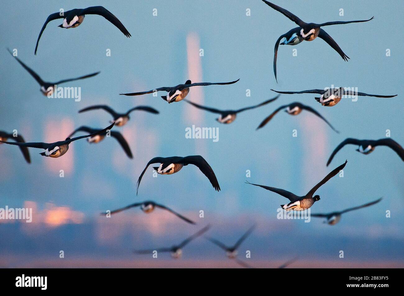 Volo in gregge di atlantic brent e skyline di New York Foto Stock