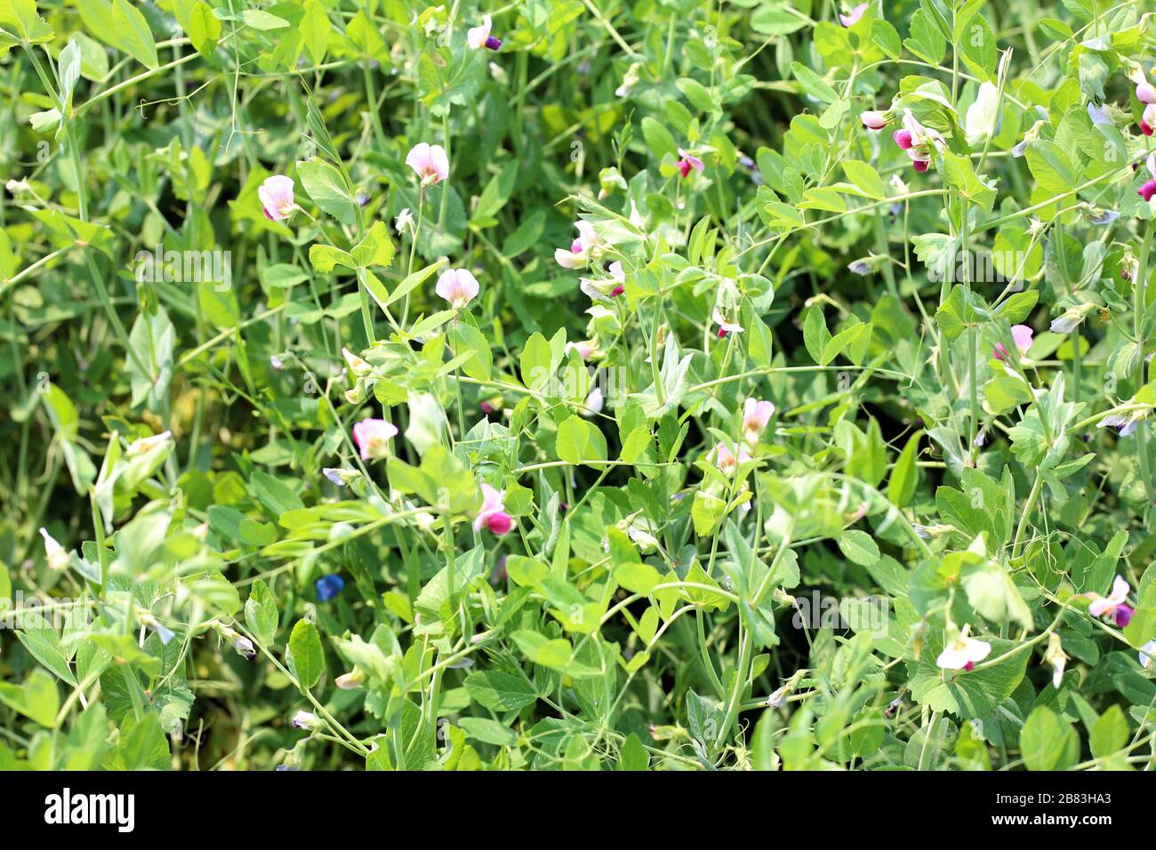 Piselli in fiore nel campo e fiori di piselli Foto Stock