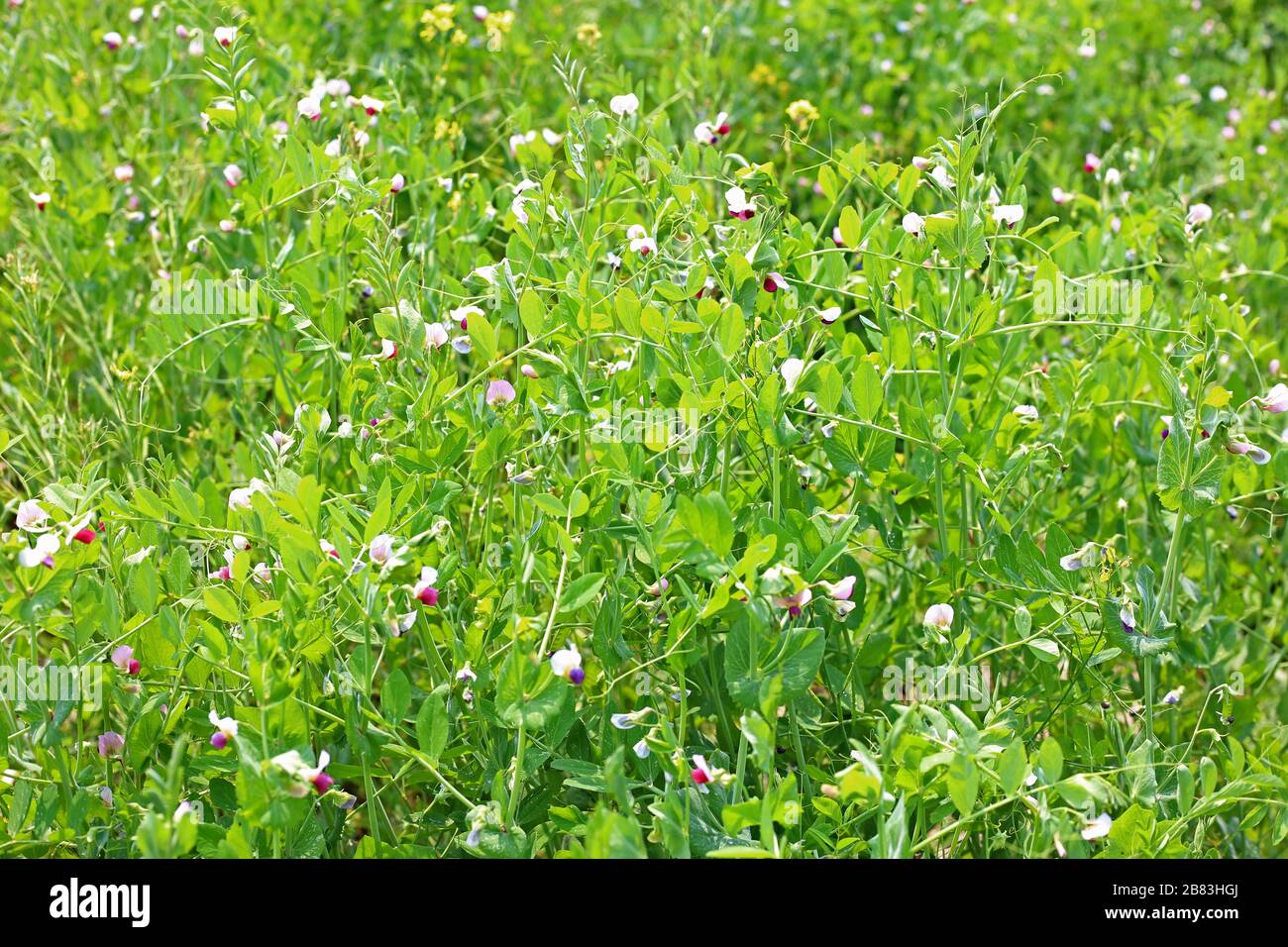 Il pisello verde biologico giovane su pianta Foto Stock