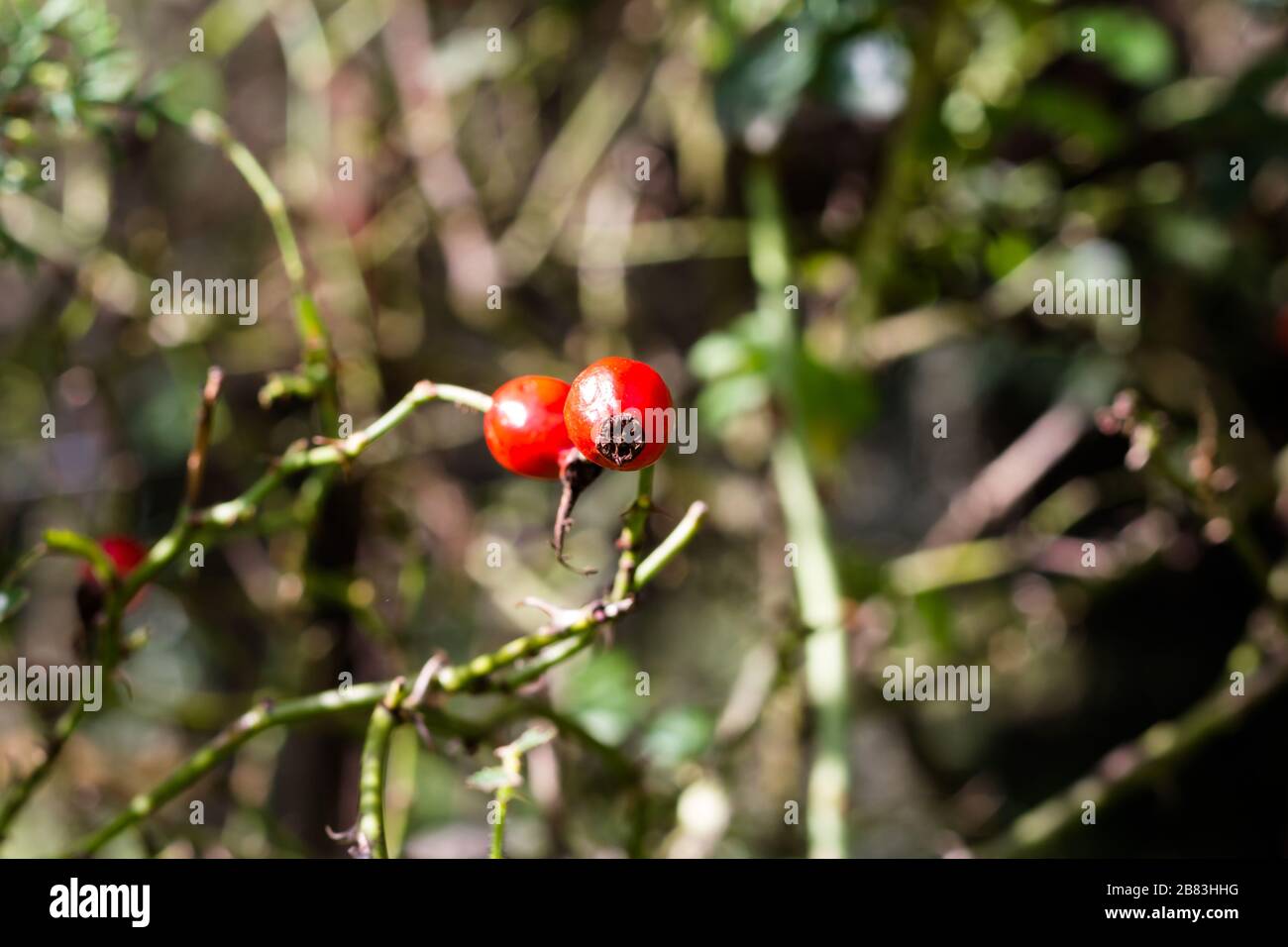 Ramo con frutti di roseo che cresce selvaggio nelle montagne argentine Foto Stock