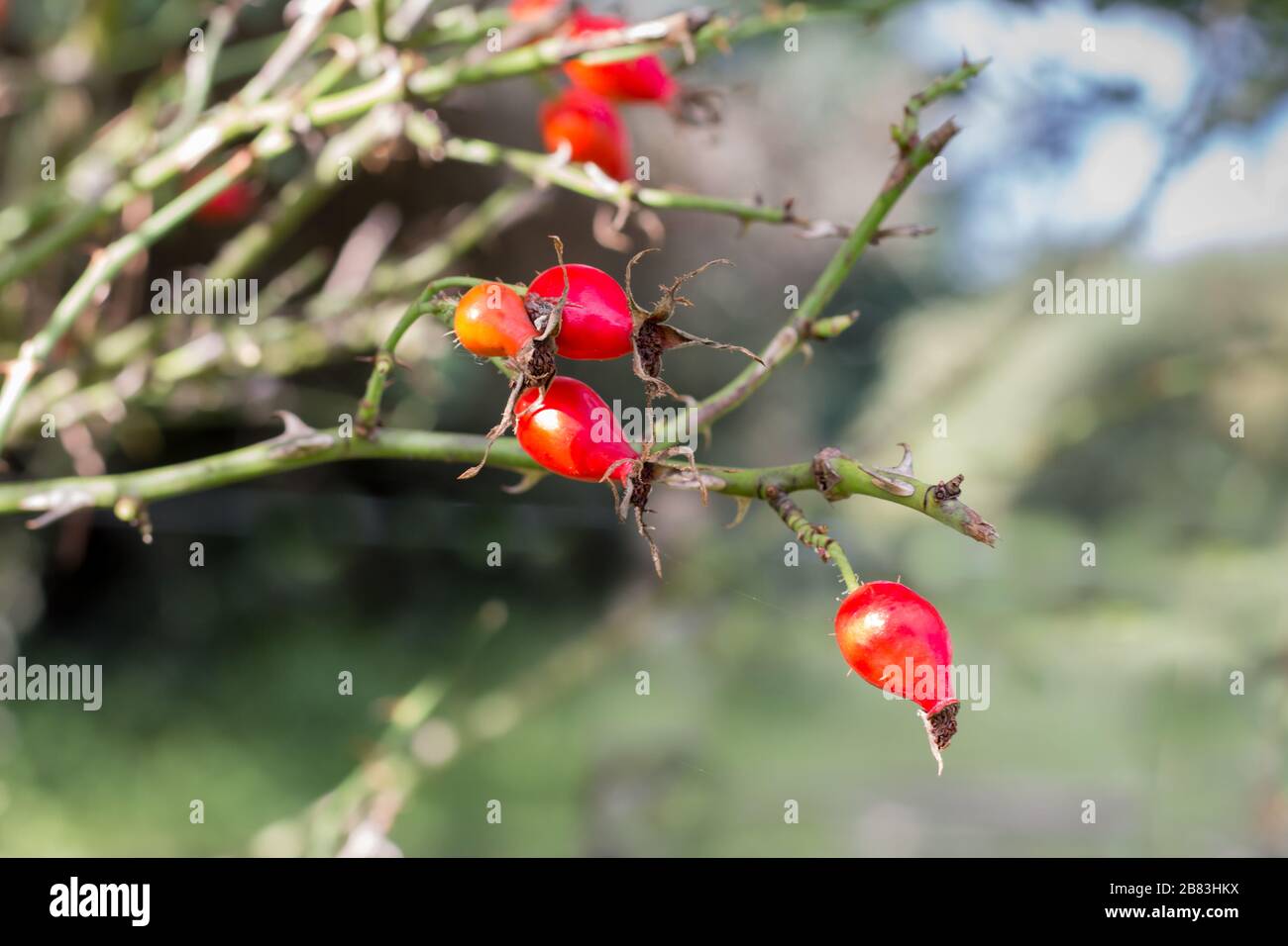 Ramo con frutti di roseo che cresce selvaggio nelle montagne argentine Foto Stock
