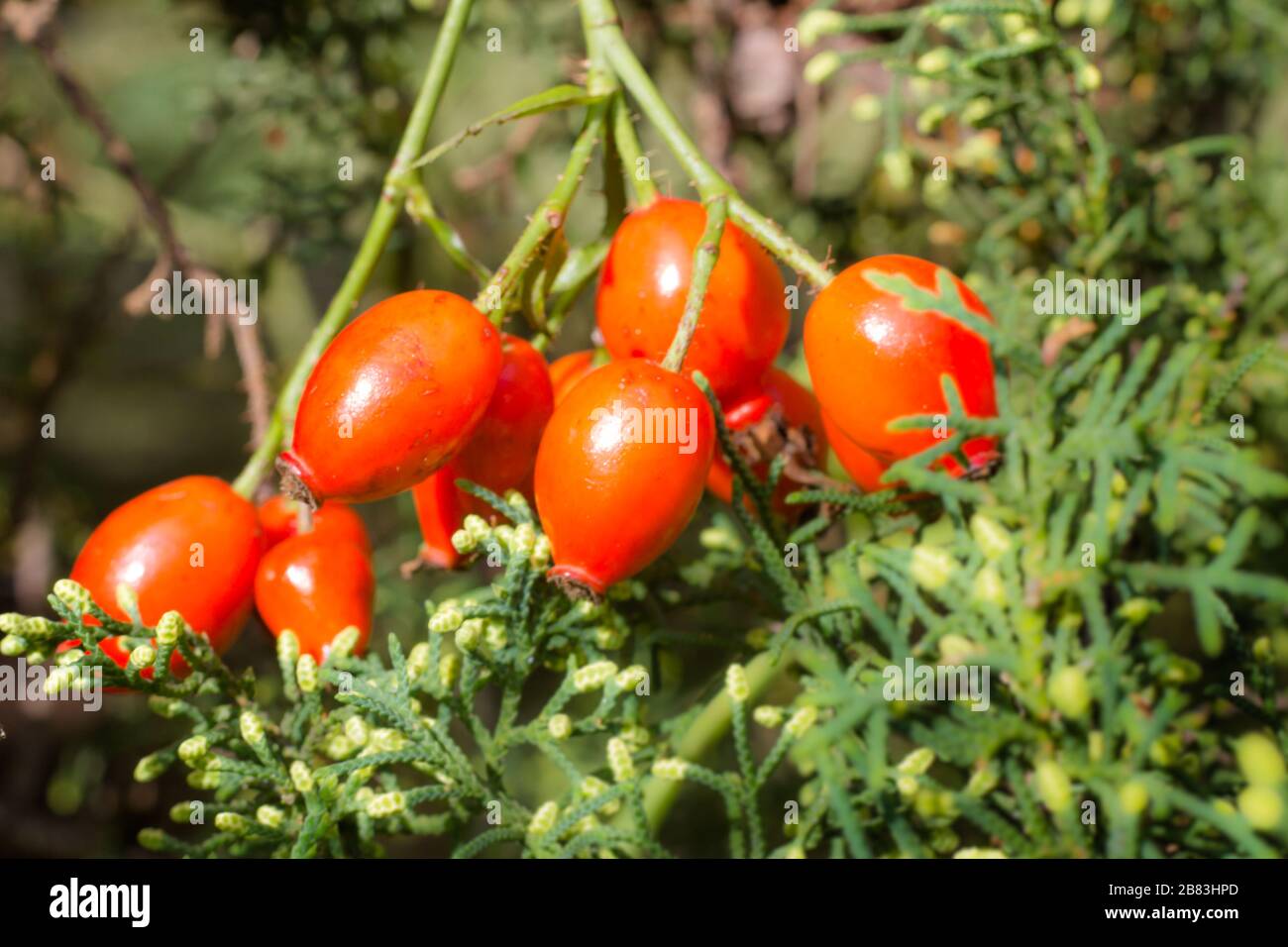 Ramo con frutti di roseo che cresce selvaggio nelle montagne argentine Foto Stock