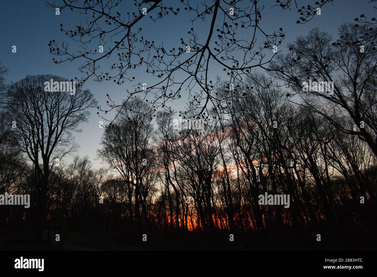 Germogliando alberi decidui in primavera Foto Stock