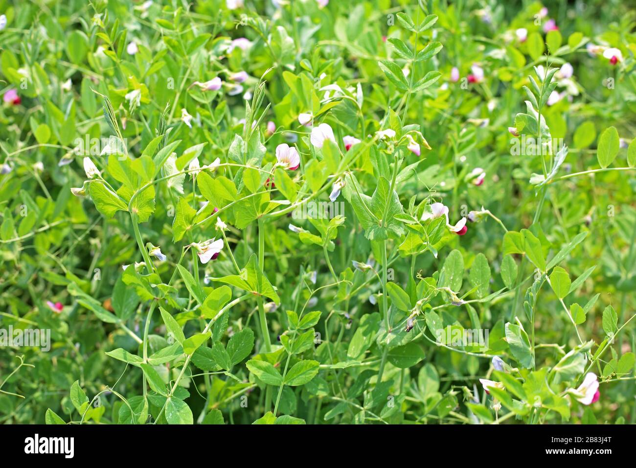 Piante verdi di piselli crescono nel giardino vegetale Foto Stock
