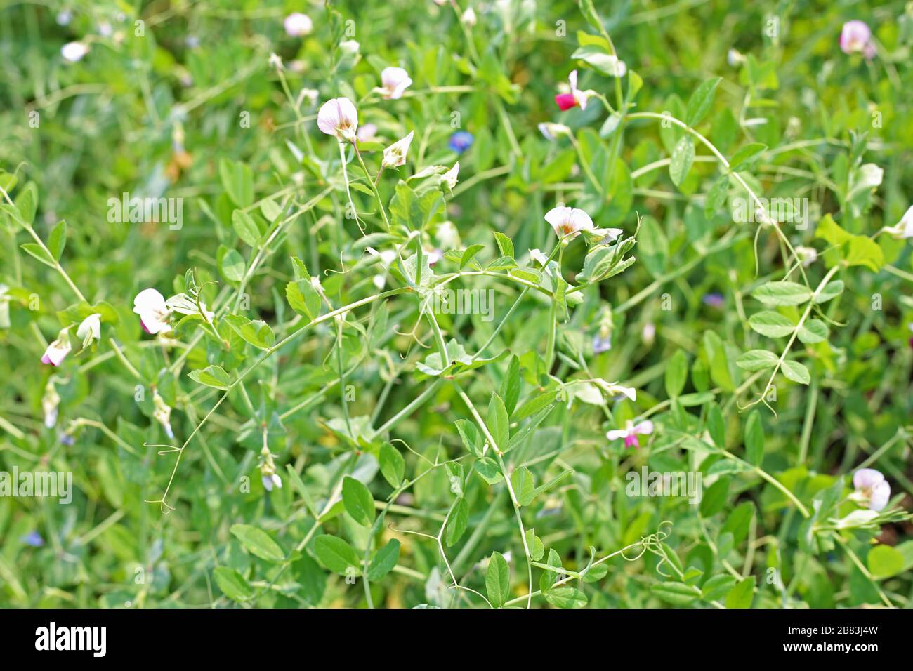 piselli freschi e belli verdi maturi che crescono sul campo Foto Stock