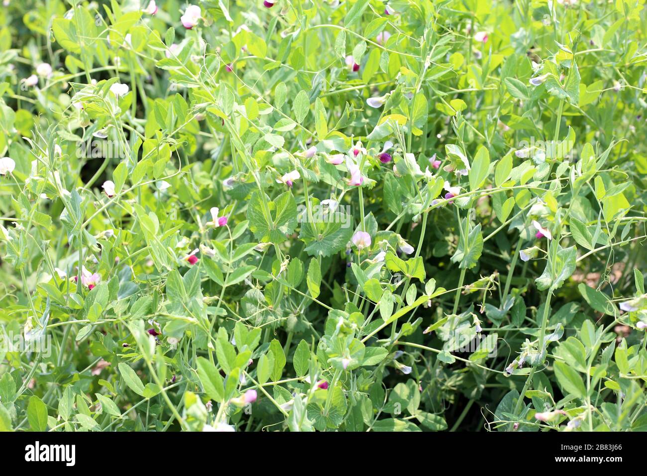 Piante verdi di piselli crescono in giardino Foto Stock