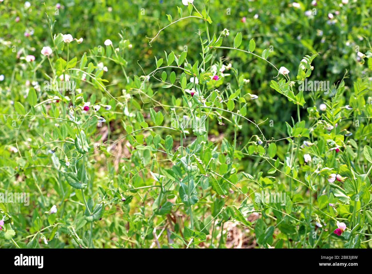 Piante verdi fresche di piselli crescono in giardino Foto Stock