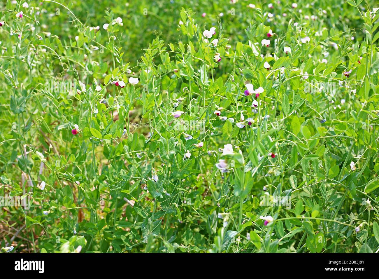 Piante verdi fresche di piselli crescono nel Giardino vegetale Foto Stock