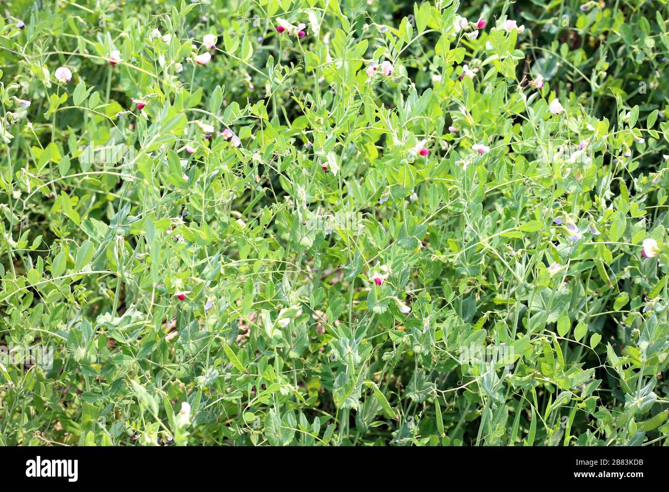 Piante verdi di piselli crescono in Fattoria Foto Stock