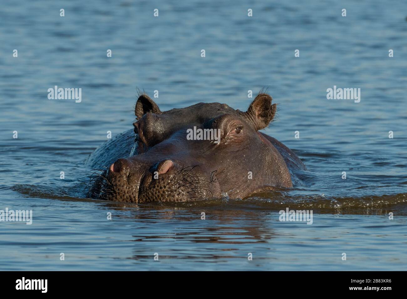 Hippopotamus (Hippopotamus anfibio), Khwai Conservation Area, Okavango Delta, Botswana. Foto Stock