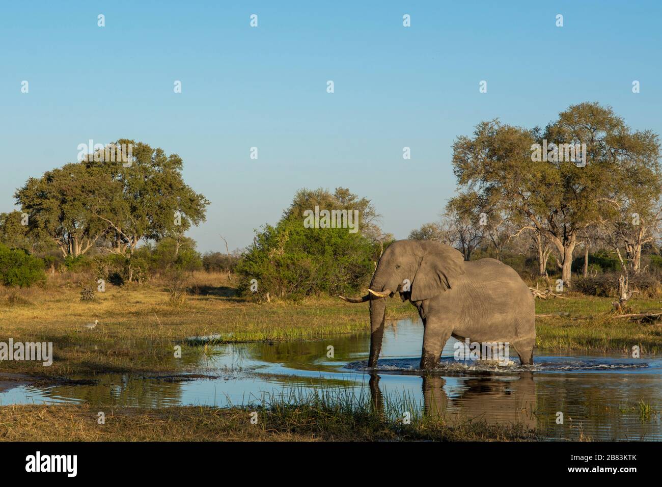 Elefante africano (Loxodonta africana), Khwai Conservation Area, Okavango Delta, Botswana. Foto Stock