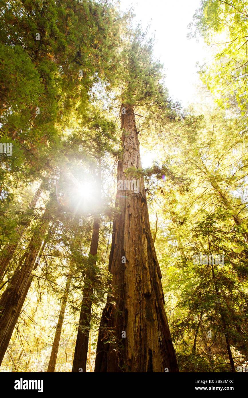 Sole attraverso gli alberi di sequoia in California Foto Stock