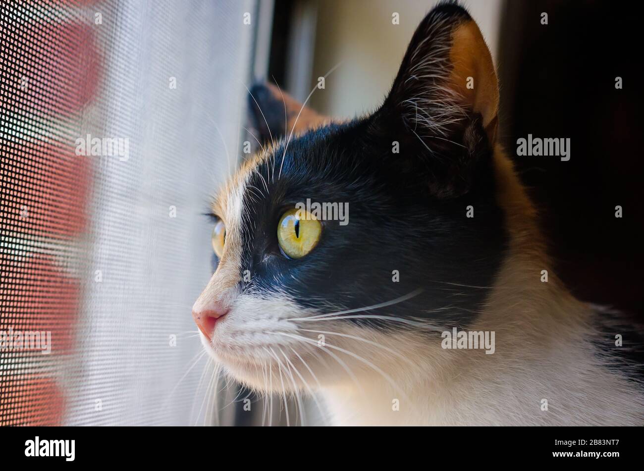 La zucca, un gatto calico, si affaccia su una finestra schermata, 28 gennaio 2016, a Coden, Alabama. Foto Stock
