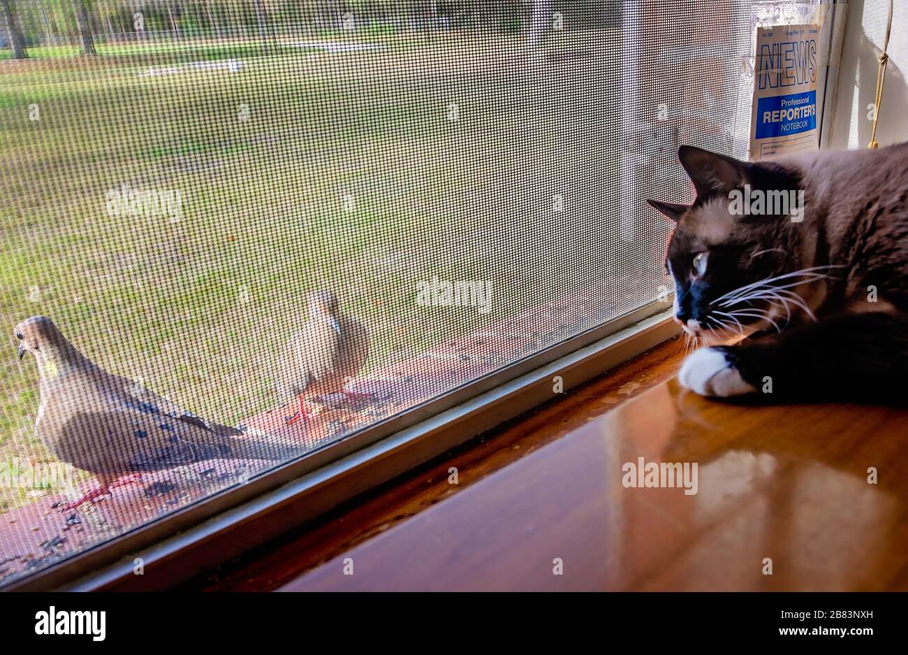 Twinkie, un gatto siamese, guarda colombe lutto mangiare il seme di uccello da una sporgenza della finestra, 13 marzo 2020, a Coden, Alabama. Foto Stock