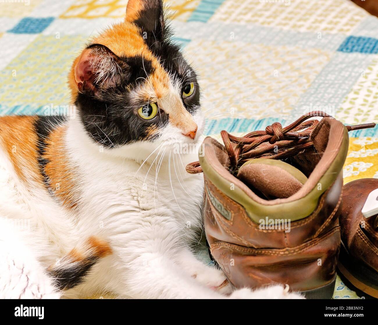 La zucca, un gatto calico, gioca con le scarpe del suo proprietario, il 29 aprile 2017. I gatti sono spesso attratti dalle scarpe perché conservano l'odore del proprietario. Foto Stock