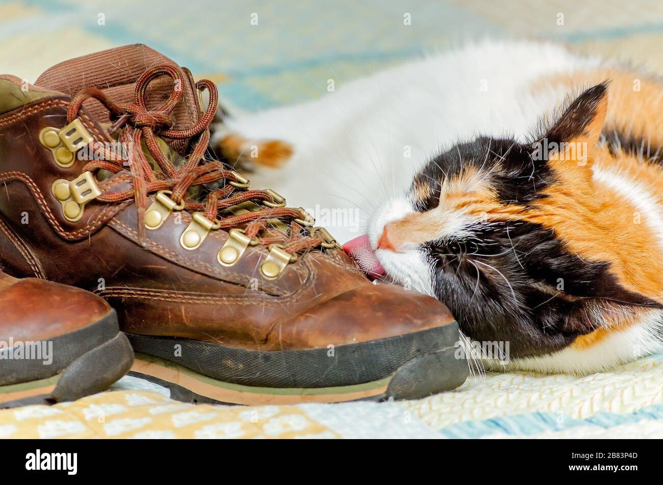 La zucca, un gatto calico, lecca le scarpe del suo proprietario, 29 aprile 2017. I gatti sono spesso attratti dalle scarpe perché conservano l'odore del proprietario. Foto Stock