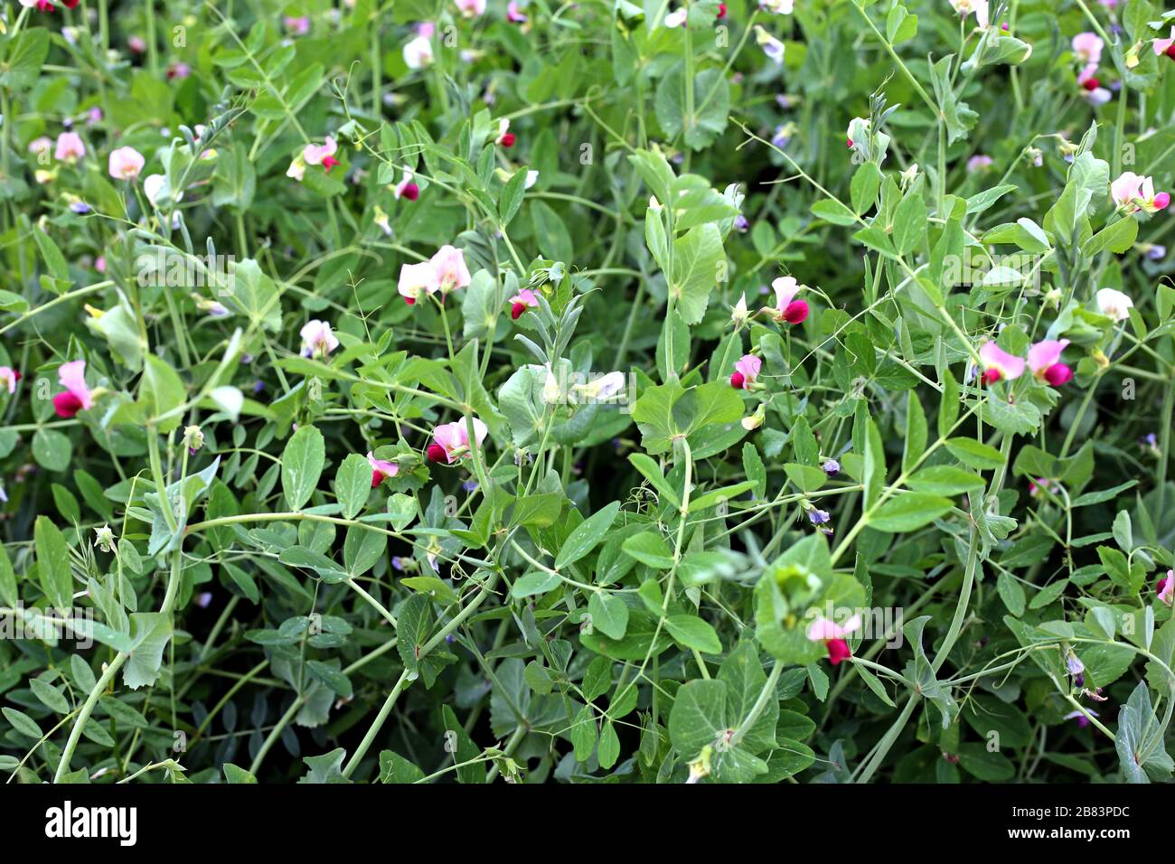Bella fattoria di fiori di Pea fresco in una giornata luminosa Foto Stock
