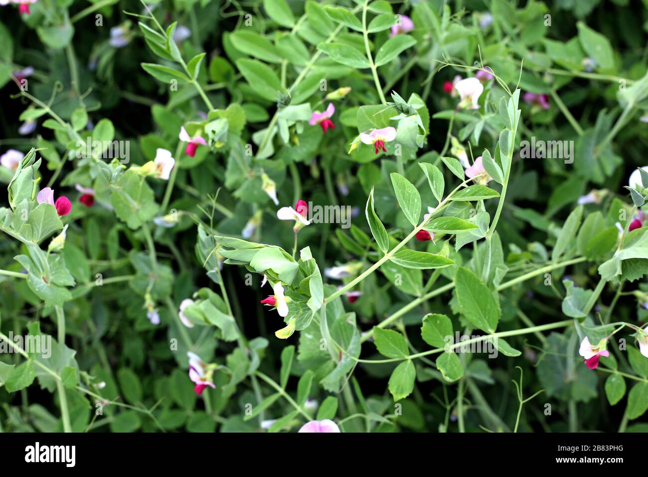 Bella fattoria di fiori di Pea verde in una giornata luminosa Foto Stock