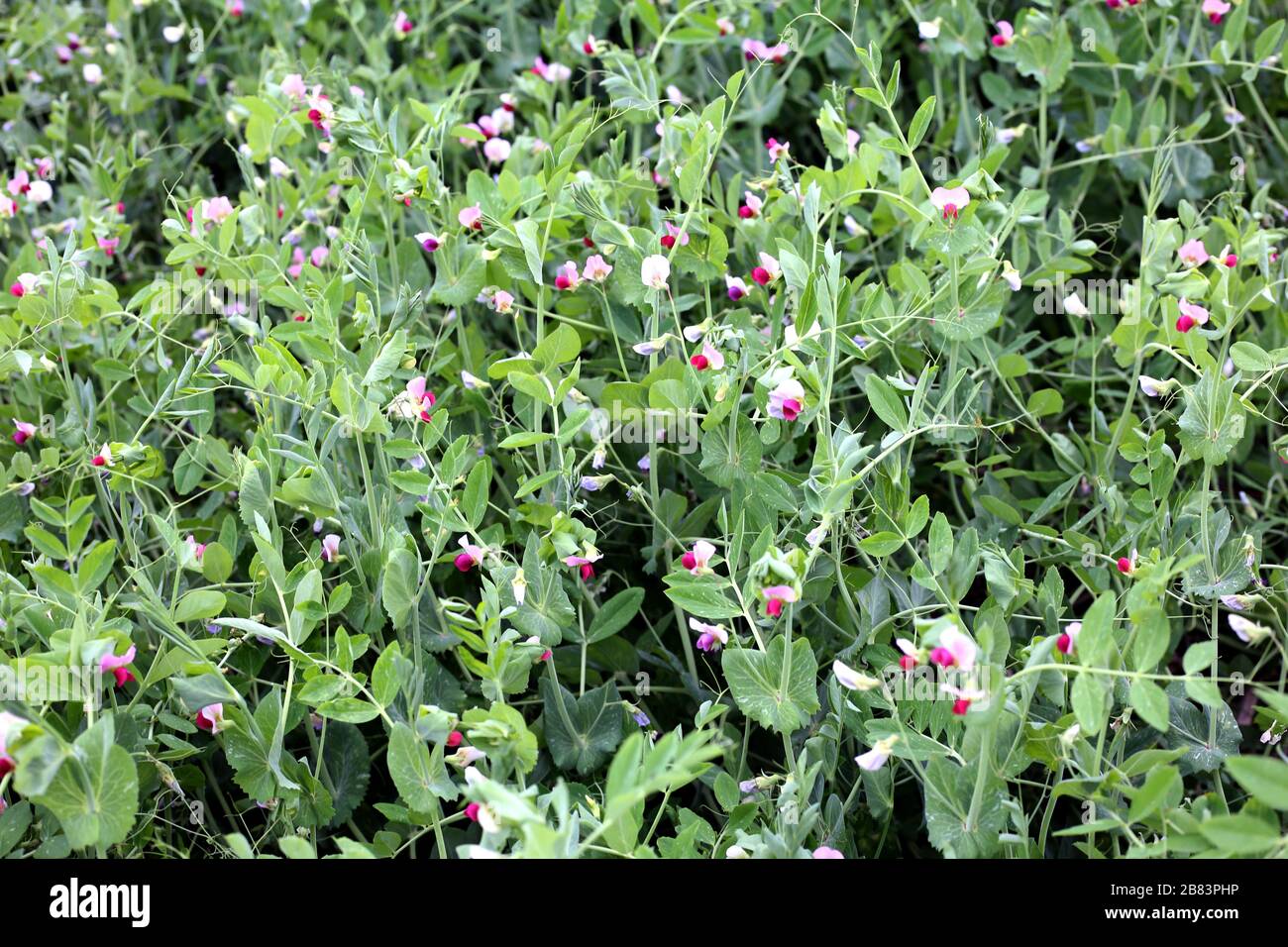 Fresco verde Pea fiore fattoria in una giornata luminosa Foto Stock