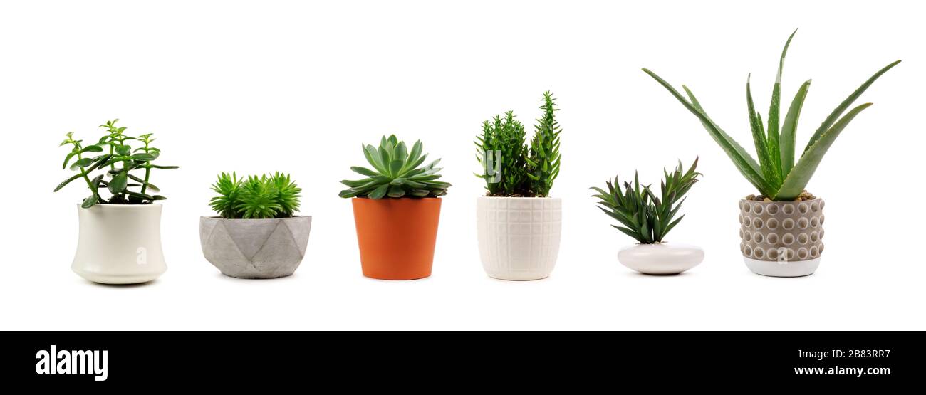 Gruppo di vari cactus interni e piante succulente in pentole isolate su sfondo bianco Foto Stock