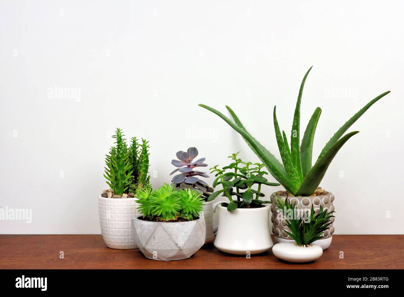 Gruppo di vari cactus interni e piante succulente in pentole. Vista laterale su scaffale in legno contro una parete bianca. Foto Stock