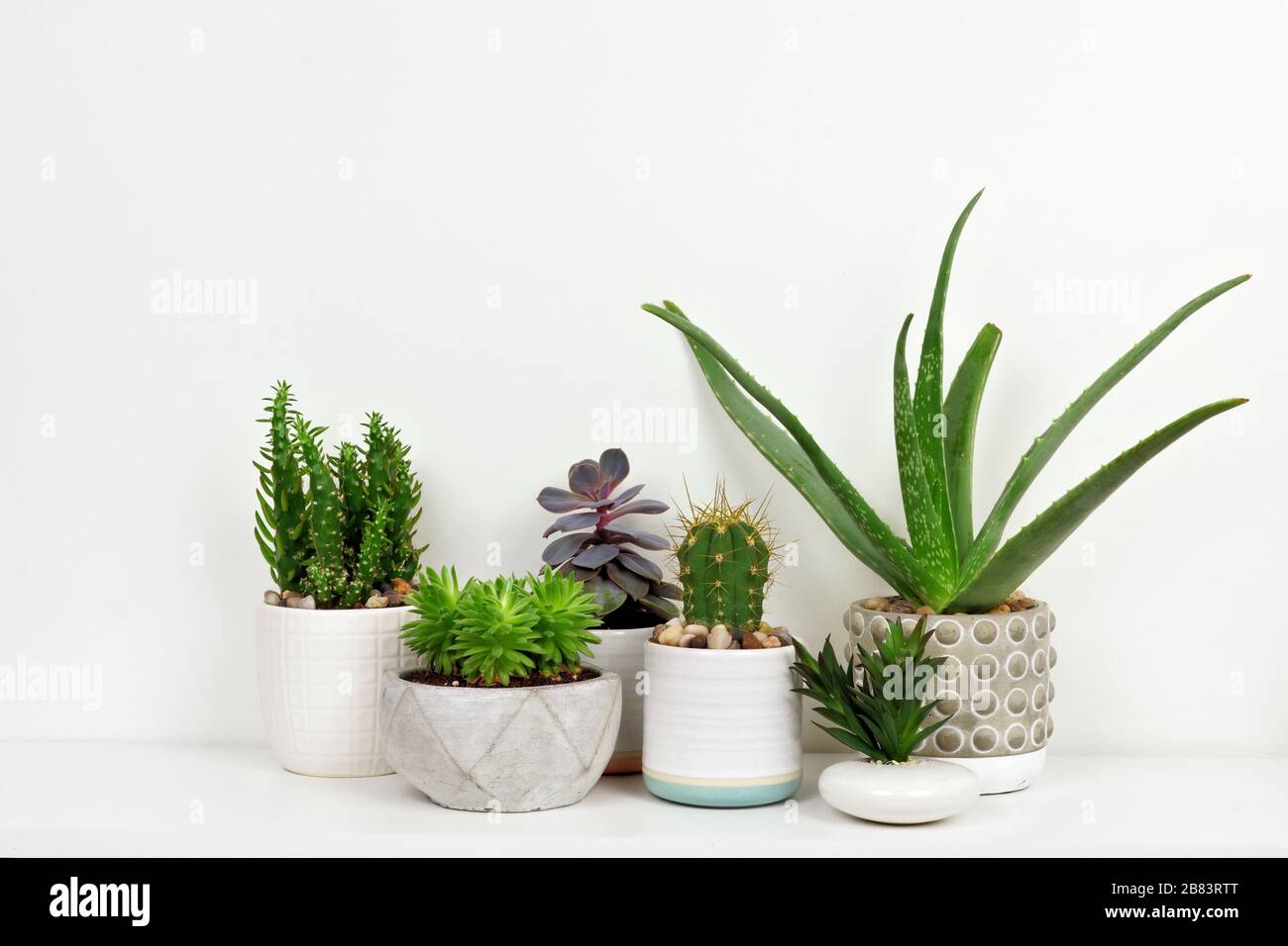 Gruppo di vari cactus interni e piante succulente in pentole. Vista laterale sullo scaffale bianco contro una parete bianca. Foto Stock