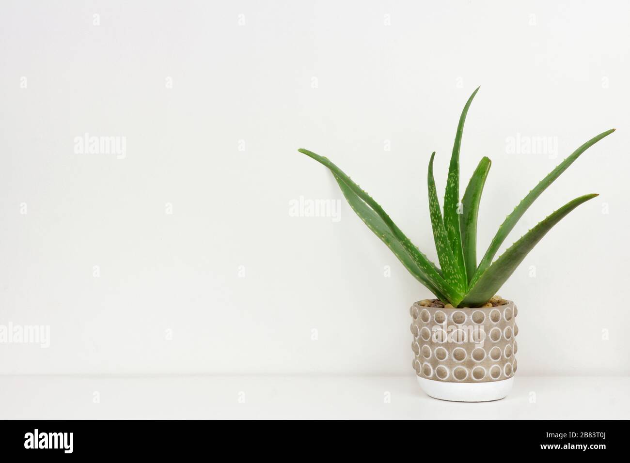 Aloe vera pianta in una pentola di cemento. Vista laterale sullo scaffale bianco contro una parete bianca. Spazio di copia. Foto Stock