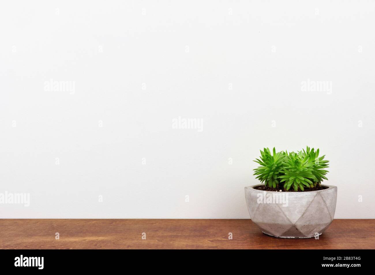 Pianta succulenta indoor in una pentola di cemento. Vista laterale su scaffale in legno contro una parete bianca. Spazio di copia. Foto Stock
