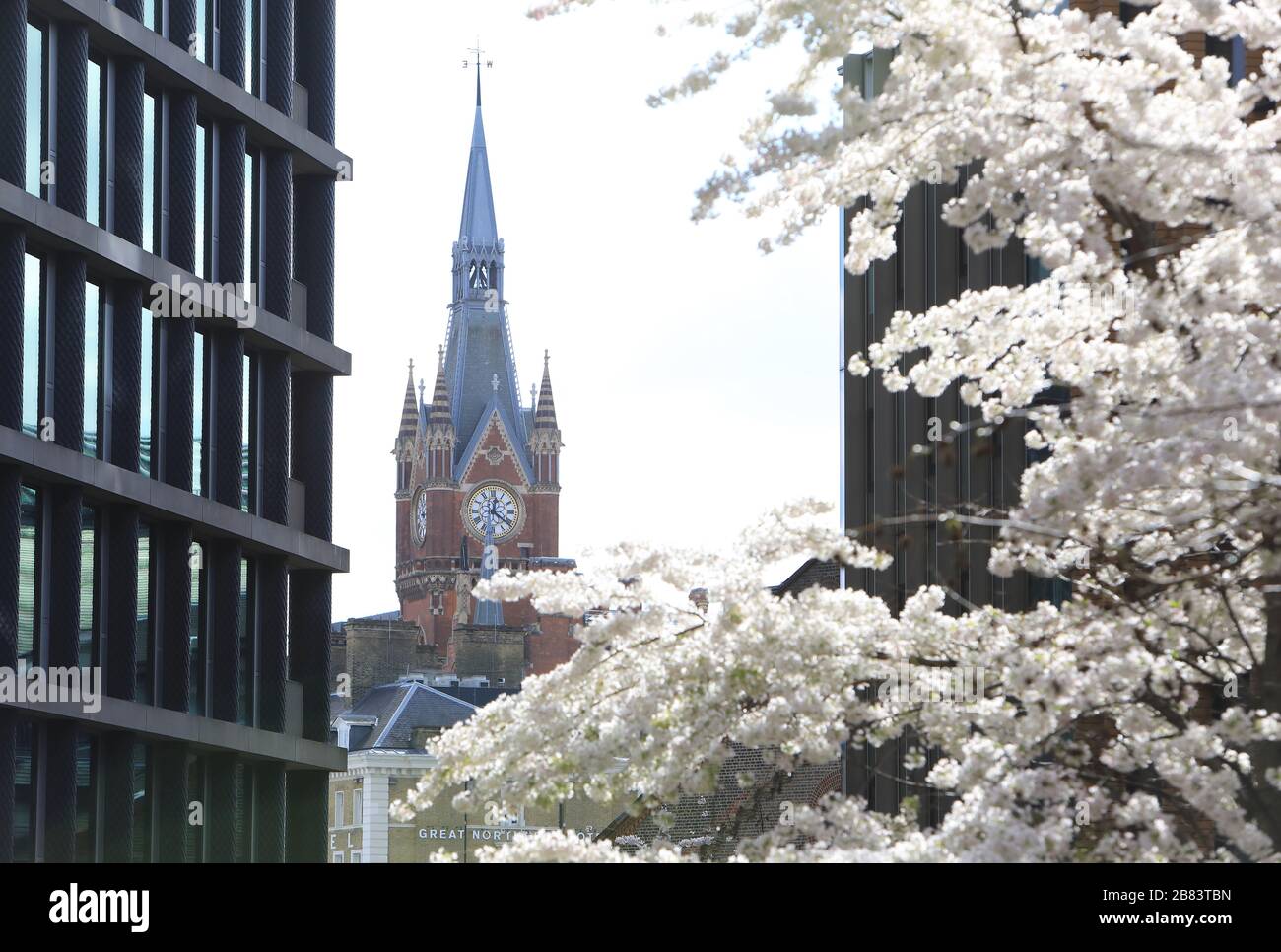 Torre dell'orologio di St Pancras, che guarda attraverso la fioritura primaverile da Pancras Square, nel nord di Londra, Regno Unito Foto Stock