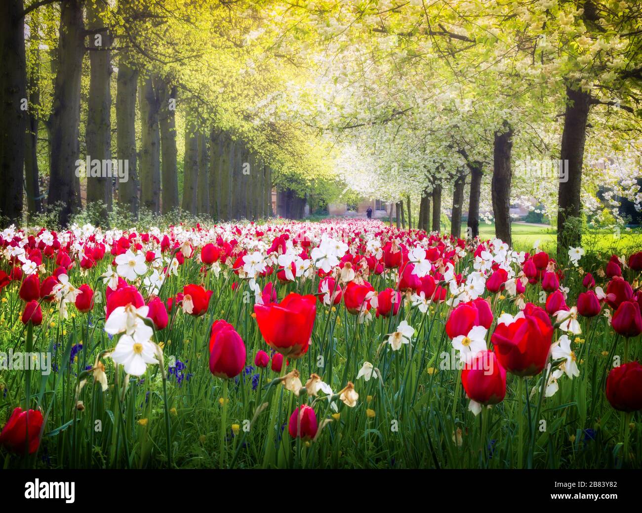 Tulipani e narcisi primaverili di Cambridge Foto Stock