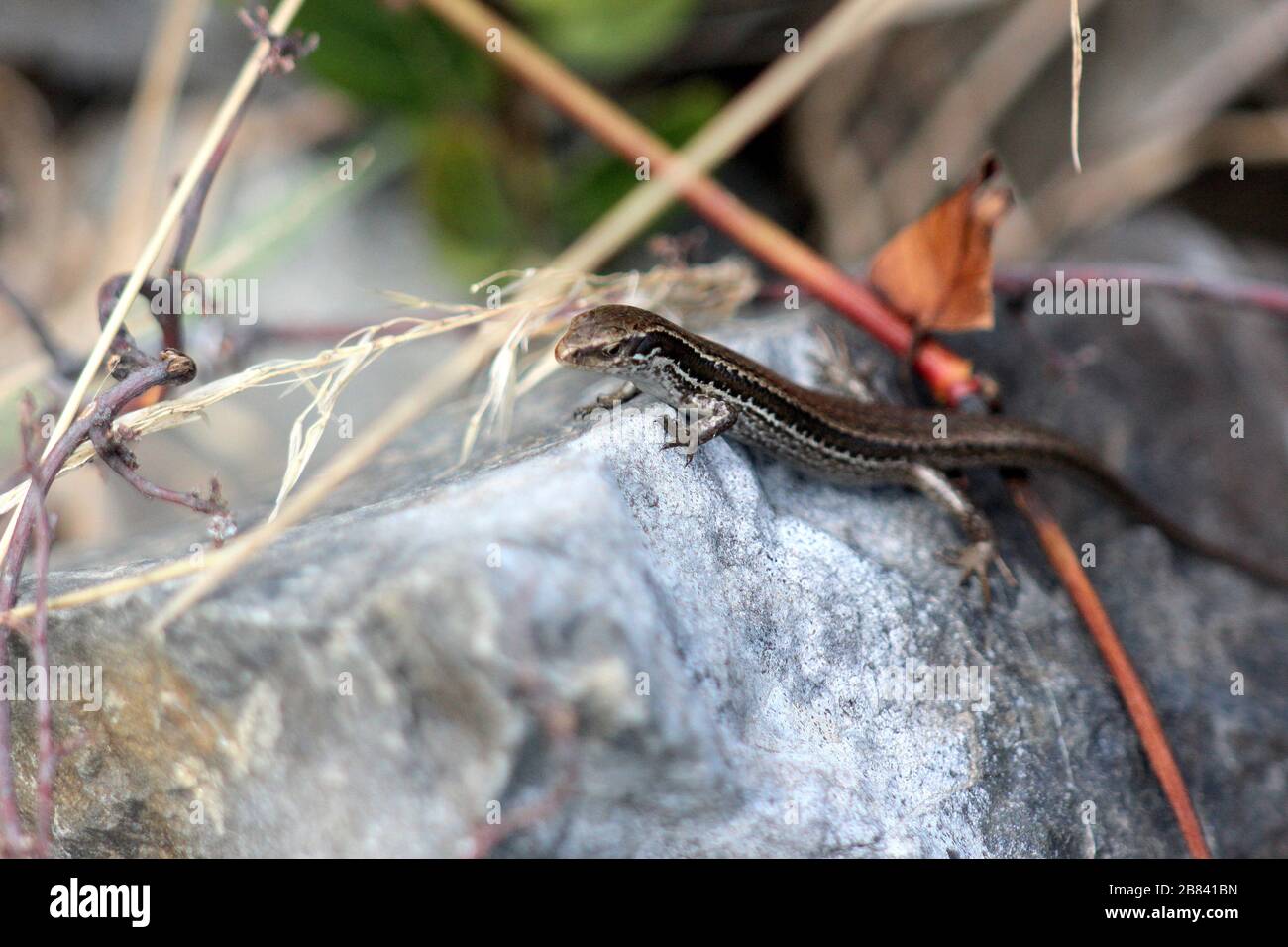 Pista di pattinaggio (Oligosoma policroma) Foto Stock