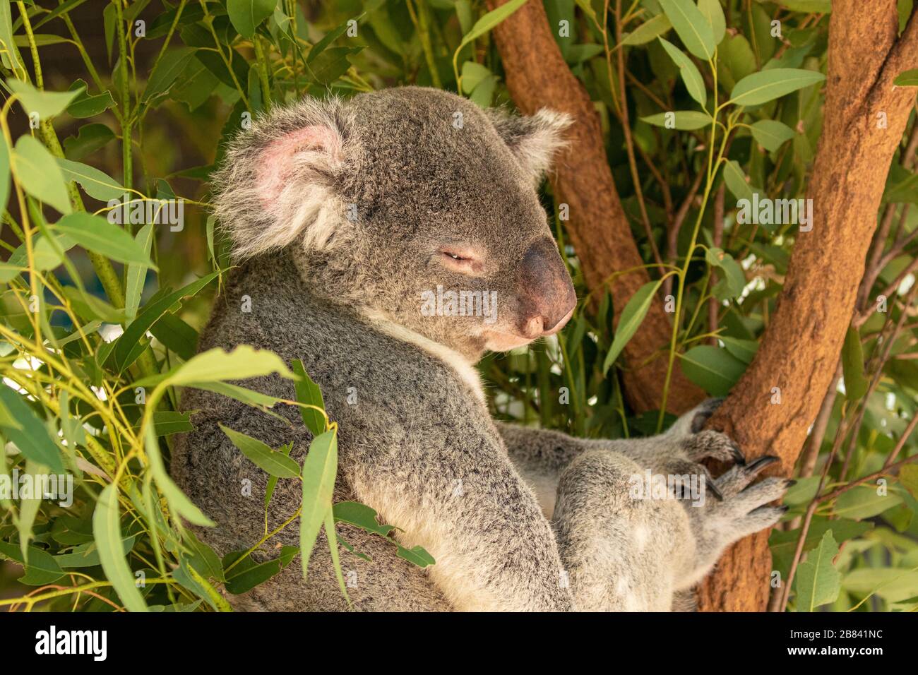 Orso koala addormentato in un albero di eucalipto in Australia Foto Stock
