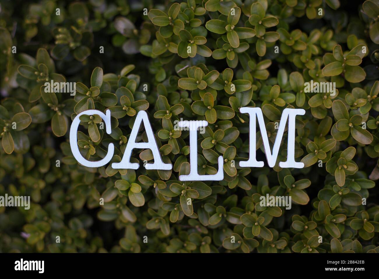 Concetto: Calma nel giardino e nella natura. Foto Stock
