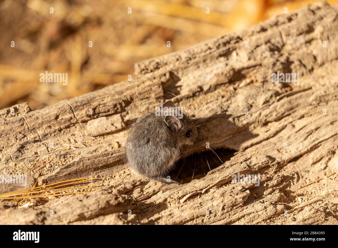 Mouse. Il topo cervi è un roditore nativo del Nord America Foto Stock