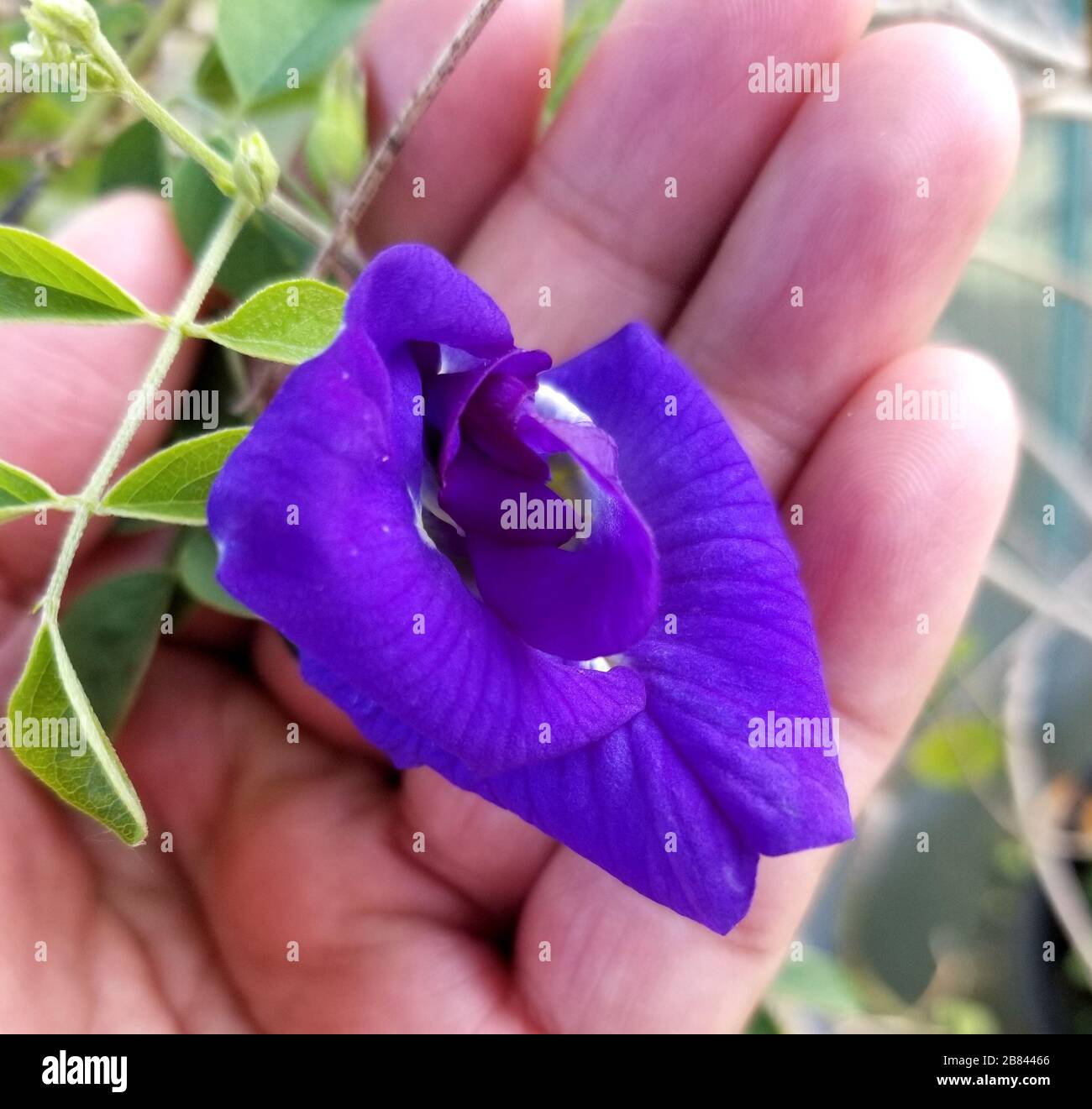 Un fiore di picceonwings asiatico blu, conosciuto anche come pisello della farfalla Foto Stock