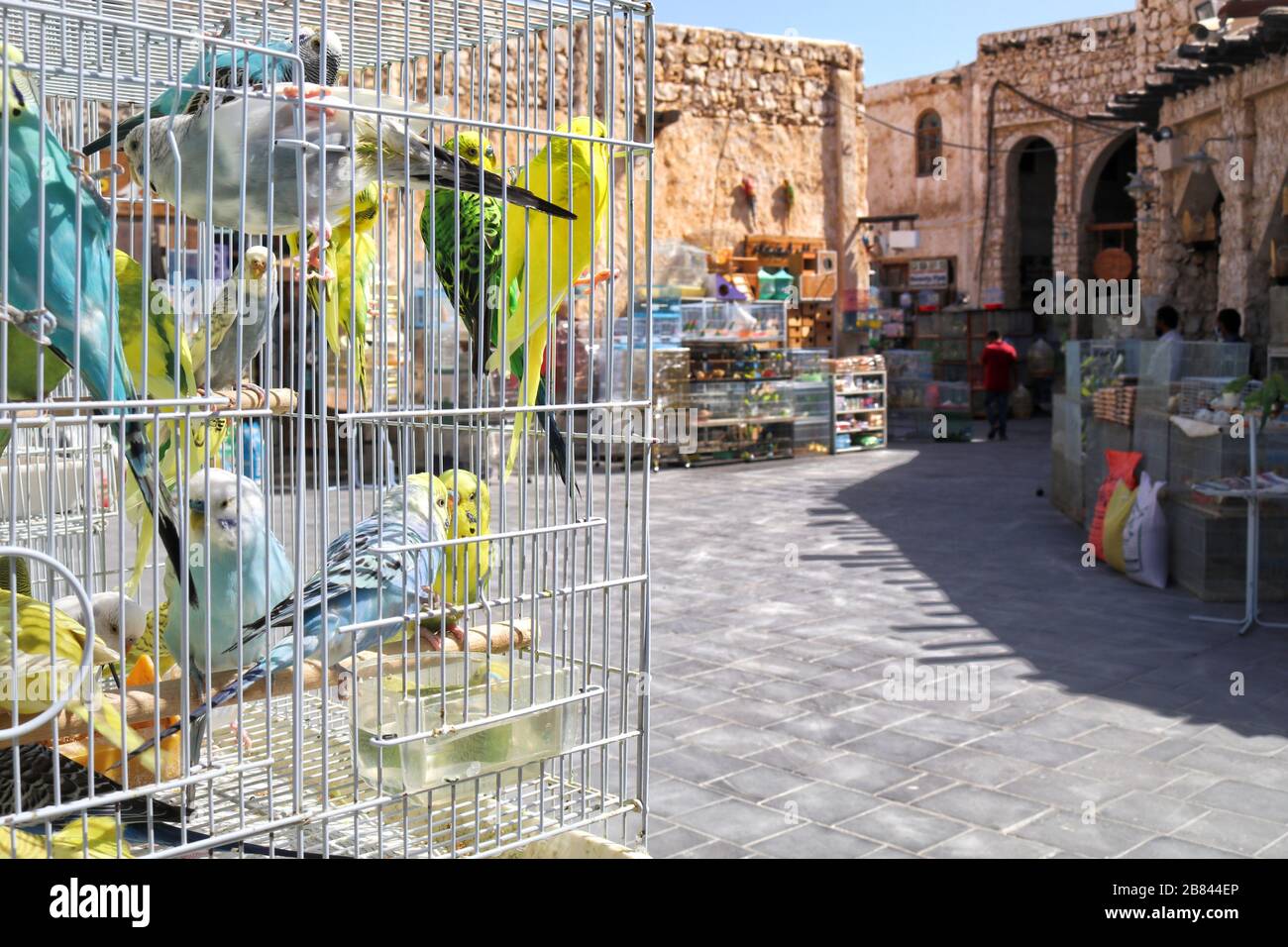 Una vista del mercato degli animali domestici in Souq Waqif dove si possono trovare tutti gli animali domestici compresi gli uccelli - Doha, Qatar Foto Stock