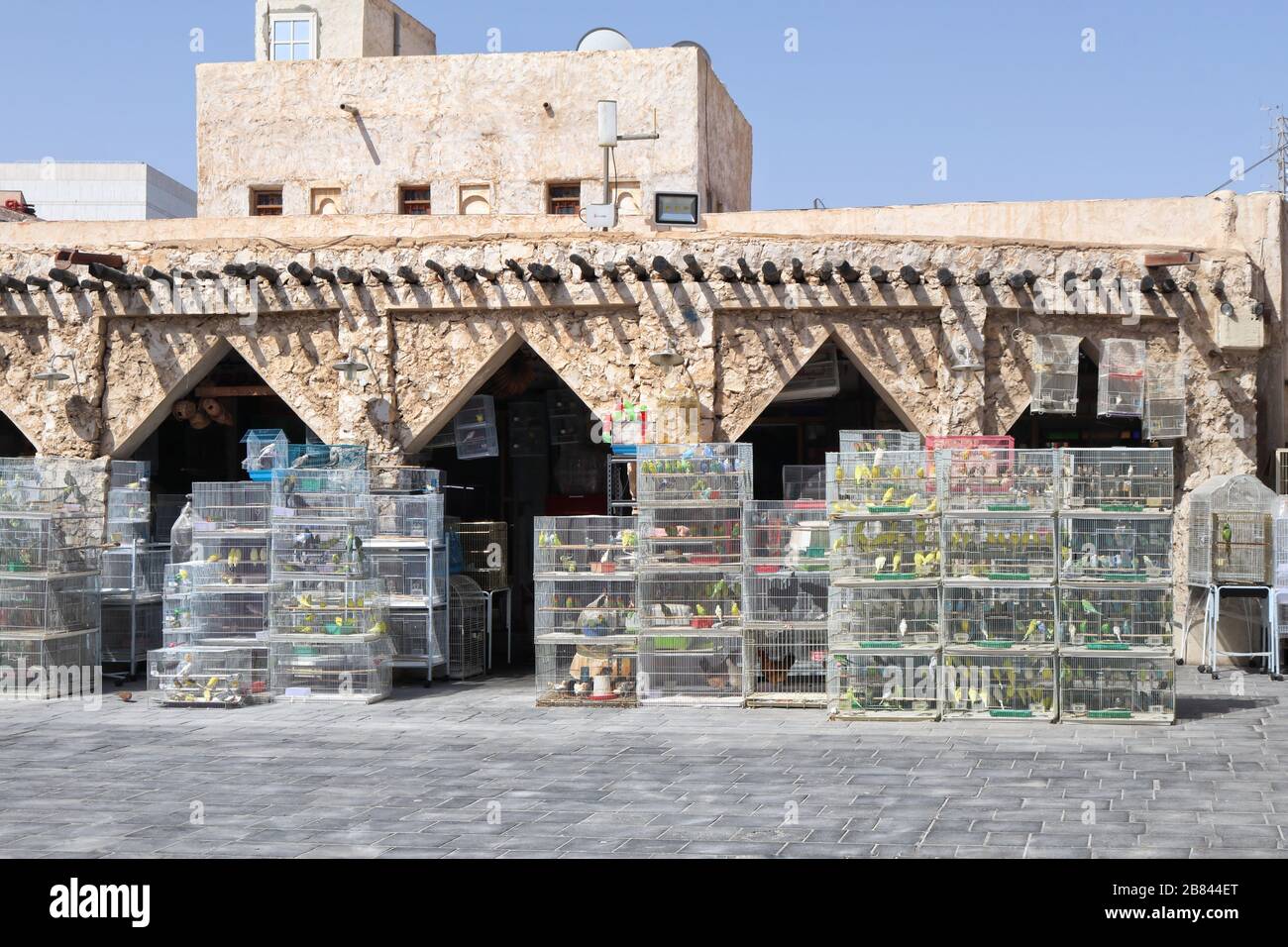 Una vista del mercato degli animali domestici in Souq Waqif dove si possono trovare tutti gli animali domestici compresi gli uccelli - Doha, Qatar Foto Stock