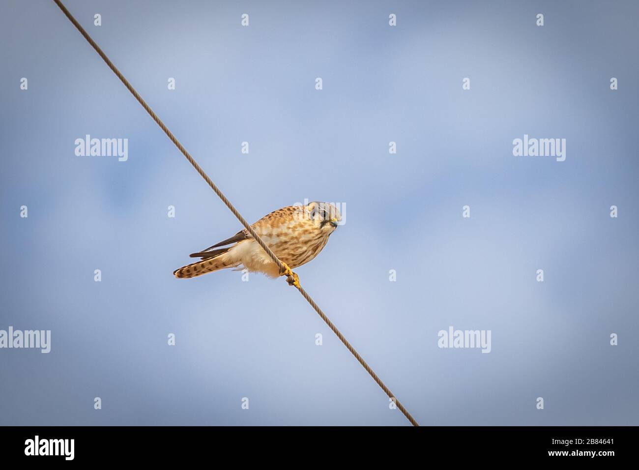 Kestrel americano (Falco sparverius) seduto su un filo Foto Stock